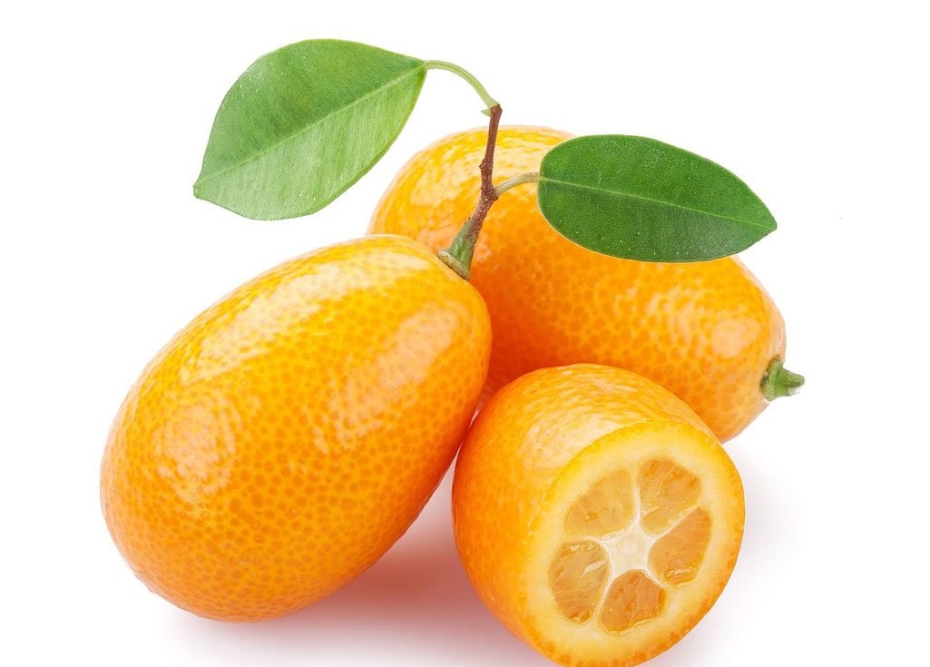 خرید نهال پرتقال مینیاتوری