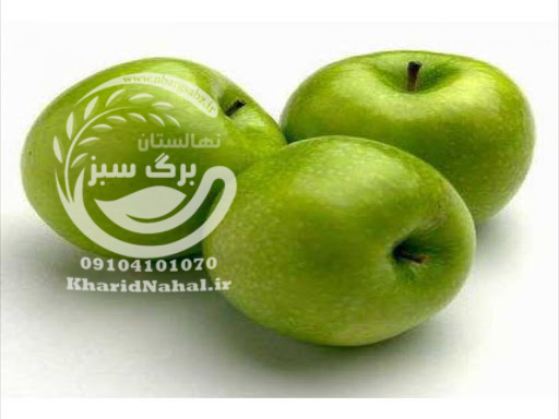 نهال سیب سبز فرانسوی